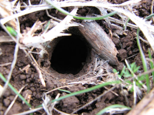 Lycosa tarantula